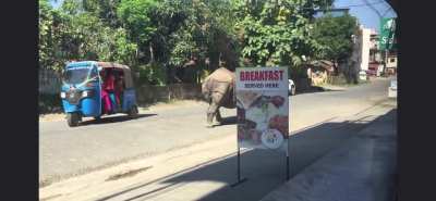 Rhino looking for breakfast in Chitwan, Nepal