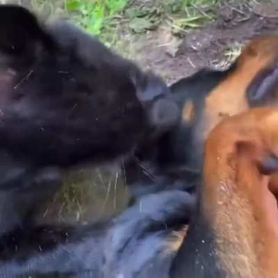 Abandoned Black Panther grows up with Rottweiler.