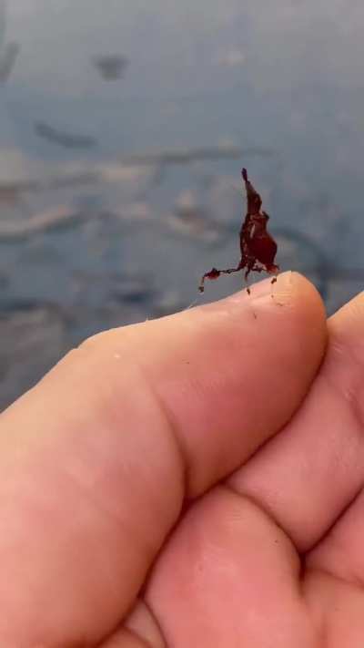 ?Rare baby dragon mantis from the forests of South America..