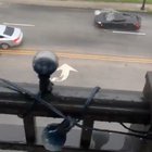 I live in Charleston, SC where it floods sometimes. People do stupid stuff when it floods, like drive their McLaren through deep water.