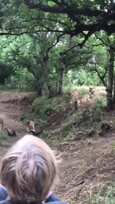 ? Honey Badger don't give a fuck