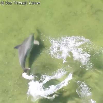 ? The Speed & Agility of a Dolphin as it Catches a Fish