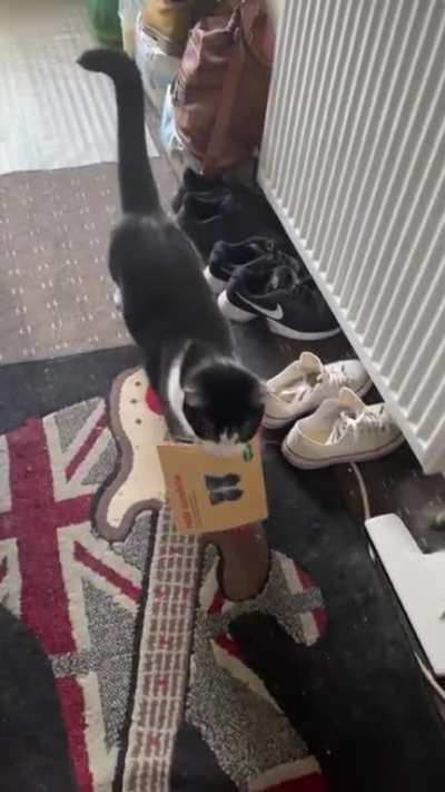 Leo the Postcat!