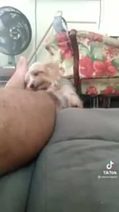 Shy Puppy Yearning for Affection