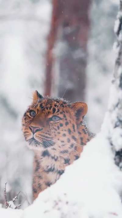 ?A very Photogenic Snow Leopard