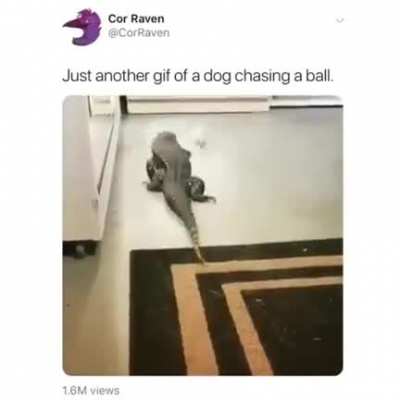 Your casual dog moment