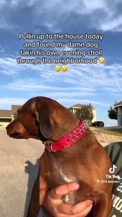 Pullin up to the house today and found my damn dog takin his own evening stroll through the neighborhood ???