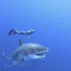 ? Ocean Ramsey and her team encountered this 20 ft Great White Shark near the island of Oahu, Hawaii. It is believed to be the biggest ever recorded
