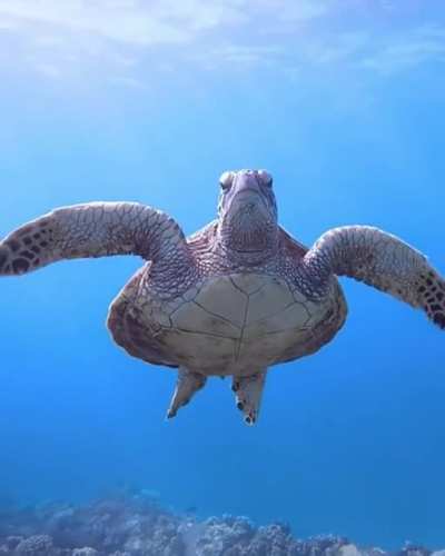 ? The most Zen Sea Turtle ever.