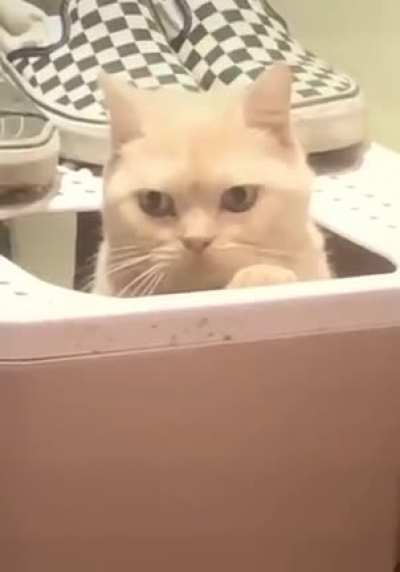 DJ cat