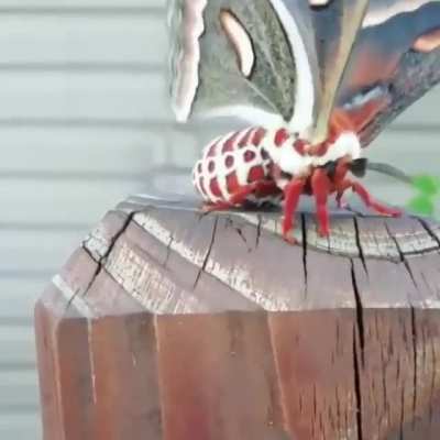? Cecropia Moth