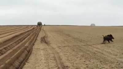 Huge family of Wild Boar running through an open field in Poland