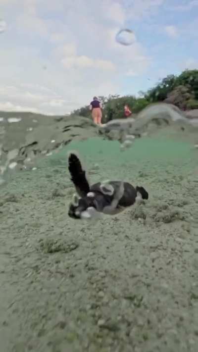 ? Baby turtles take to the water for the first time. Heron Island, Queensland Australia