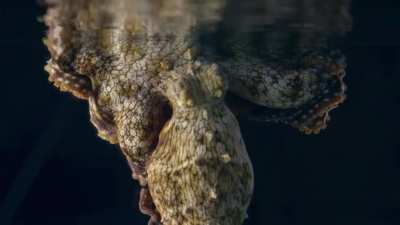 ?An octopus dreaming