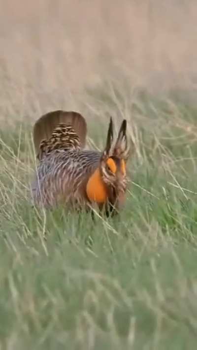 ? Attwater's Prairie Chicken