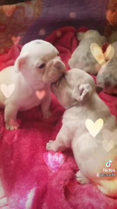 So cringe it's cute ?