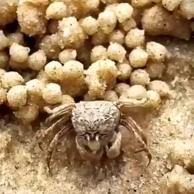 ?A fiddler crab makes sand balls