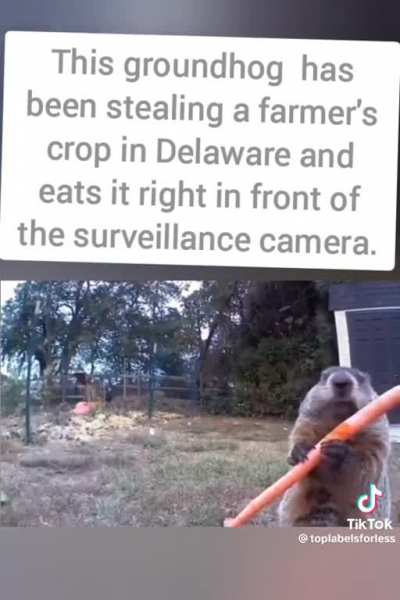 to stop a groundhog from stealing his crops