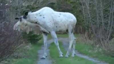 ? Canadian White Moose