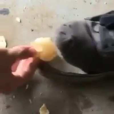 Chip Eating Shoe