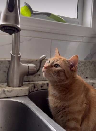 Catscinated