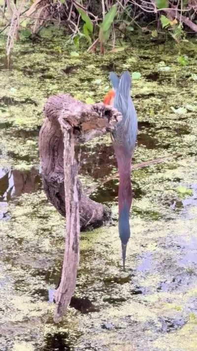 ? The way this green heron can stretch out
