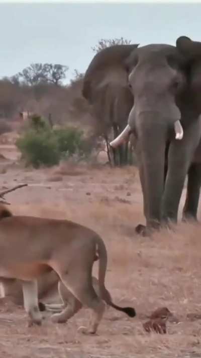 ? The true king of the jungle
