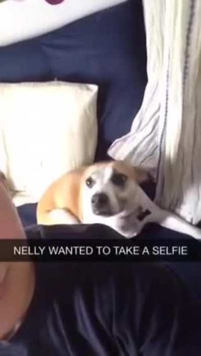 Dog copies owner and poses for selfie!