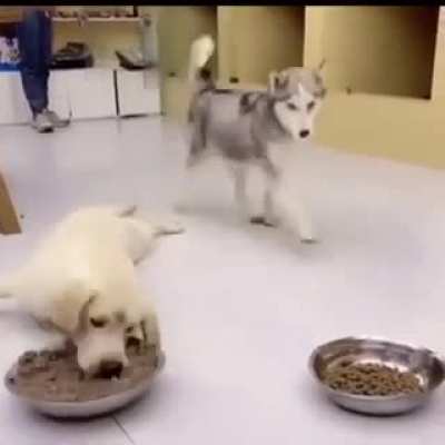 Someone is really hungry
