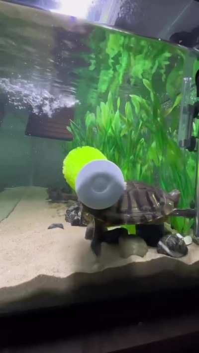 A turtle giving itself a scrub