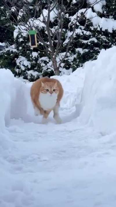 Incoming