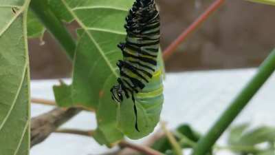 ? A monarch caterpillar I raised finally turned into a chrysalis today