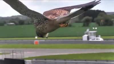 ? Beautiful Kestrel Hovers in Hunting Mode