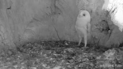? A baby owl's reaction to hearing thunder for the first time in it's young life