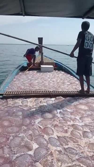 Man fishing for Jellyfishes