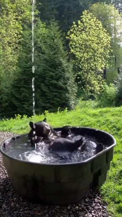 Even the bear has a jacuzzi in the forest ?