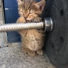 Just... need... a little cat nap