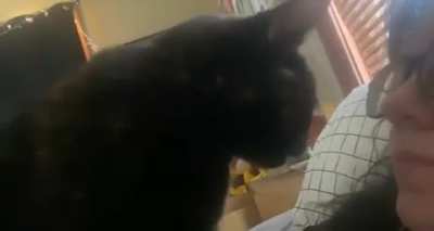 Funny meow