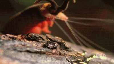 ? Velvet Worm Hunting