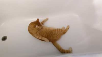 Yep. He's definitely a cat.