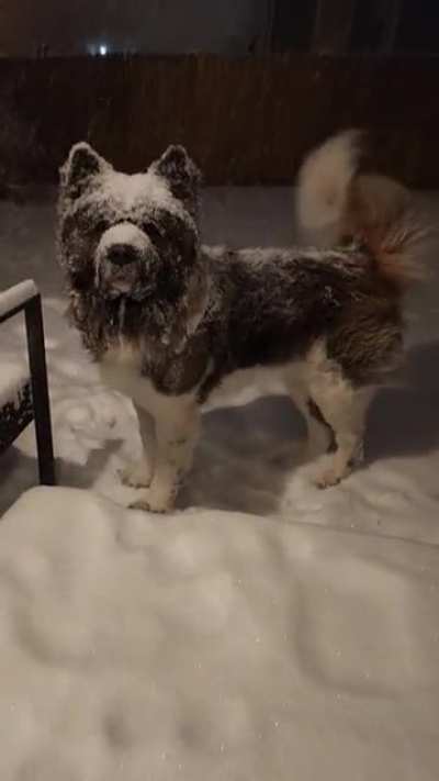 Bear in my backyard enjoying the snow ?❄️