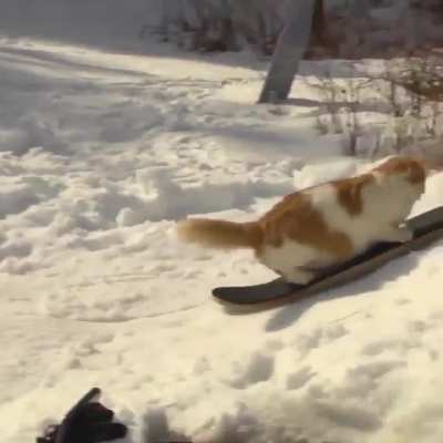 Kitty snowskating ??