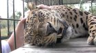 Leopard absolutely LOVES getting scritches!