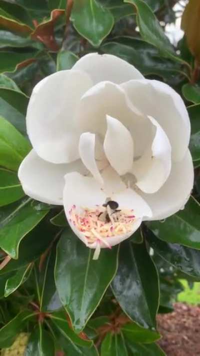 ? Bee having pollen bath.