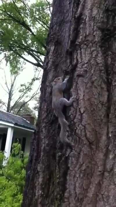 Goodbye, Hoss