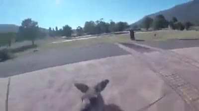 Why Kangaroo why...?