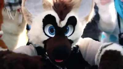furries being furries