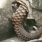 ? Pangolin casually fucking up a wall