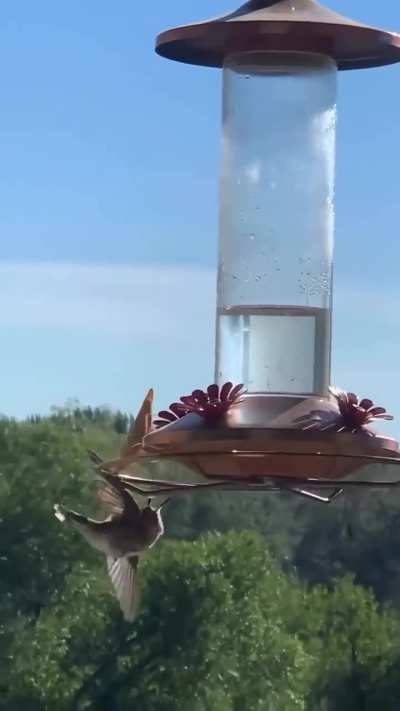 ? mantis gets a hummer ?