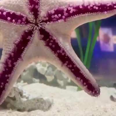 ? Starfish walking using hundreds of tiny tube feet on the underside of their arms